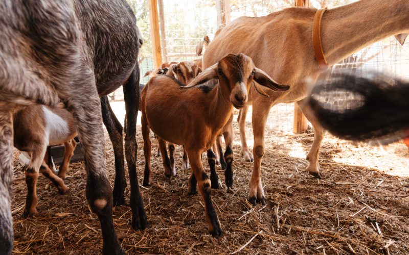 lotus-ranch-goats-02