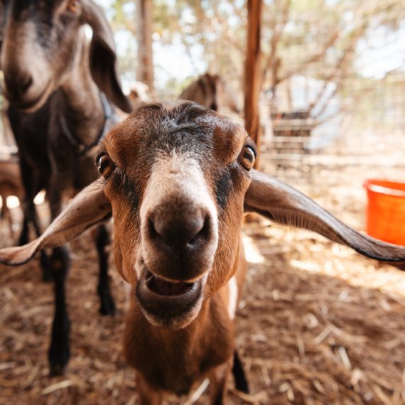 Baby Goat visits at Yoga Retreat Center outside Austin Texas