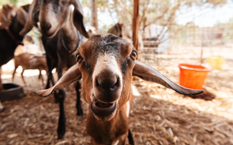 Baby Goat visits at Yoga Retreat Center outside Austin Texas