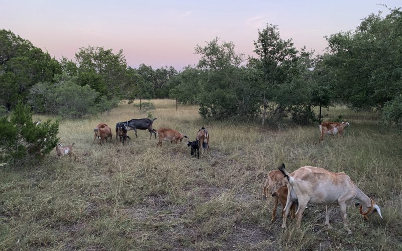 rotational-grazing-goats