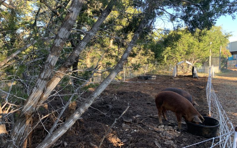 Red Waddle Pigs rotated through farm at Lotus Ranch in Wimberley, TX.