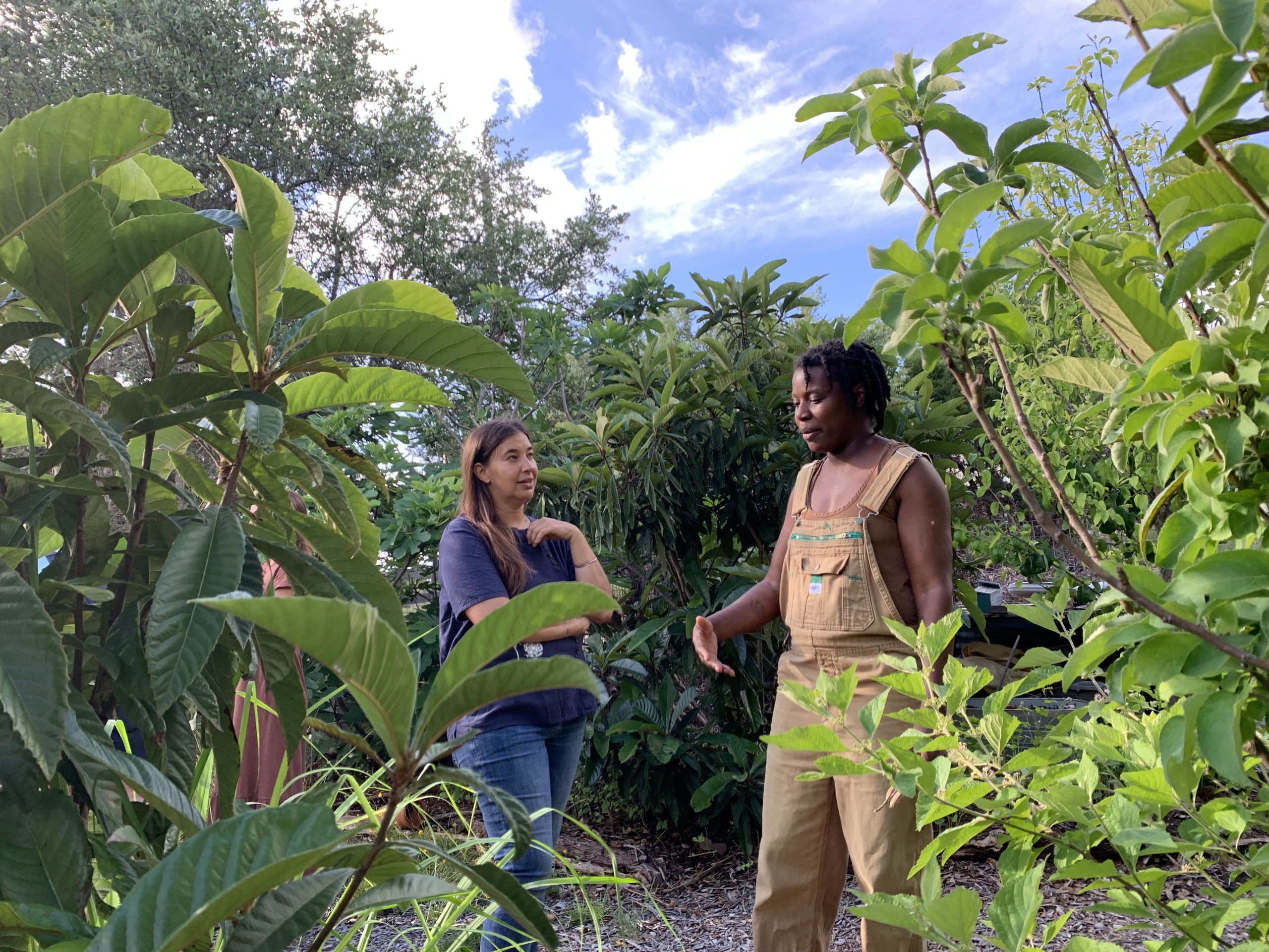 Christen and Ashley, teaching permaculture in the food Forest at Lotus Ranch. A rare example of terraforming land and compost production, used to plant trees on contour, in a former parking lot. Now a productive ecosystem providing food, herbs and medicine.